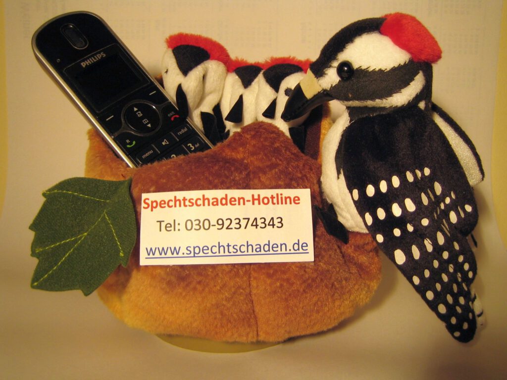 Spechtschaden-Hotline